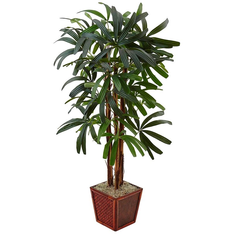 5ft. Raphis Palm Tree in Bamboo Planter