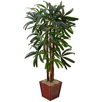 5ft. Raphis Palm Tree in Bamboo Planter