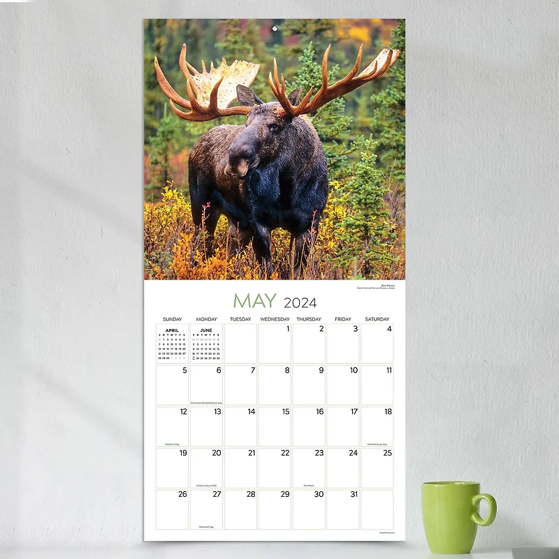TF Publishing 2024 Wild Wall Calendar