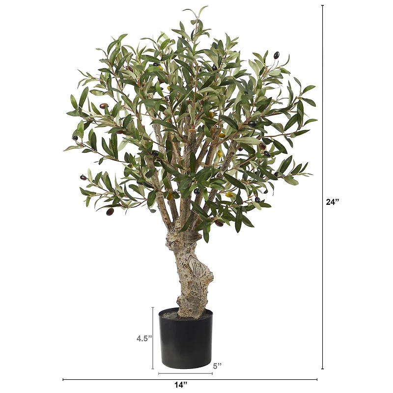 2ft. Potted Olive Tree