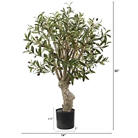 2ft. Potted Olive Tree