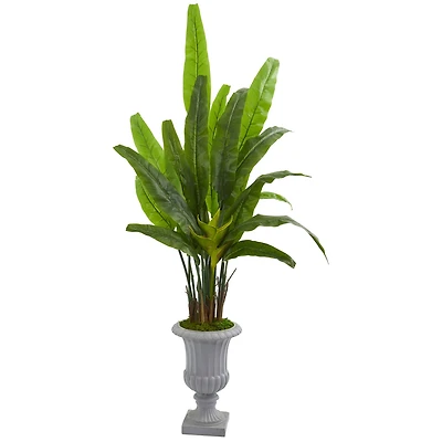 5.5ft. Travelers Palm Tree in Gray Urn