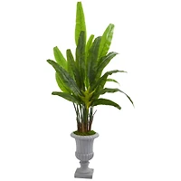 5.5ft. Travelers Palm Tree in Gray Urn