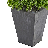 5ft. Eucalyptus Topiary Tree in Slate Planter