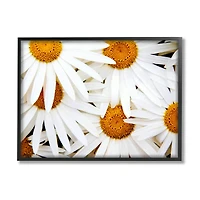 Stupell Industries Blooming Daisy Florals White Petals Flower Field Photography Framed Wall Art