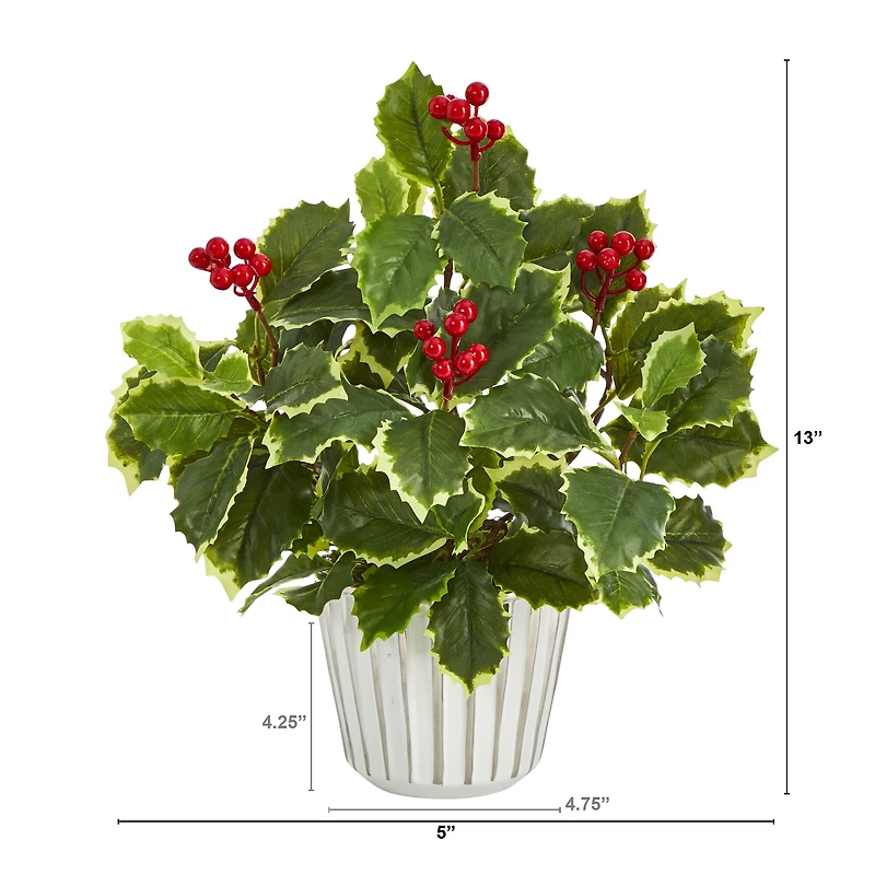 13" Variegated Holly Plant in White Planter