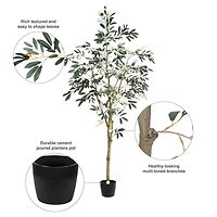 6ft. Potted Olive Tree