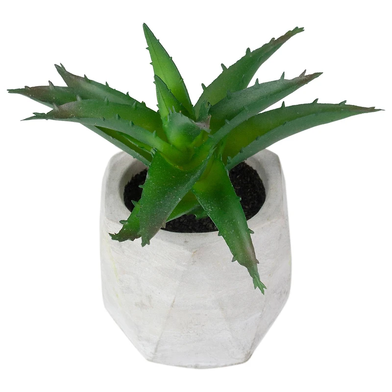 6" Green Aloe Succulent in Cement Pot