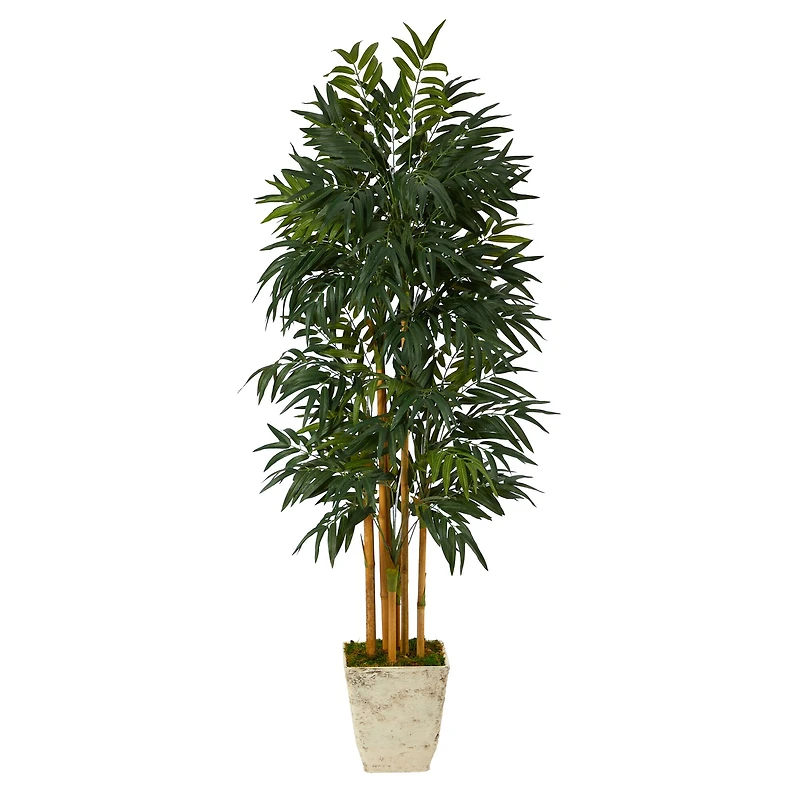 6ft. Phoenix Palm Tree in Country White Planter