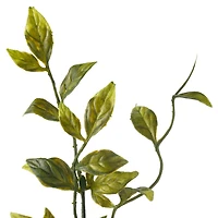 Sinojackia Leaf Stem by Ashland®