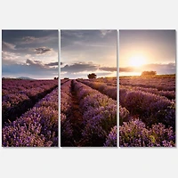 Designart - Sunrise & Dramatic Clouds Over Lavender Field V
