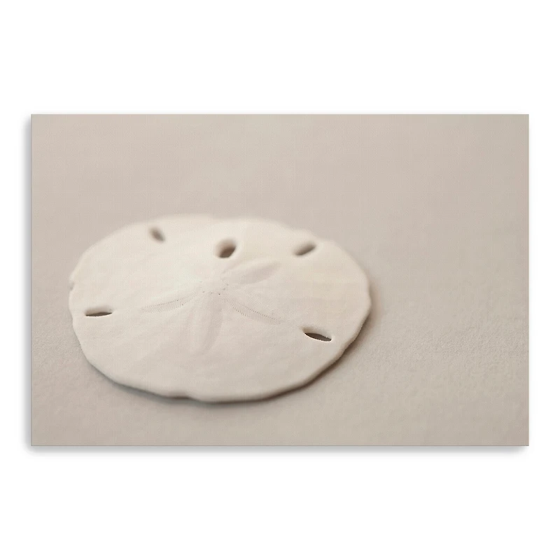 Sand Dollar Canvas Giclee
