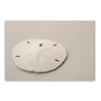 Sand Dollar Canvas Giclee
