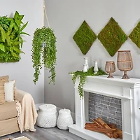 4ft. Honey Locust Plant in Hanging Metal Bucket