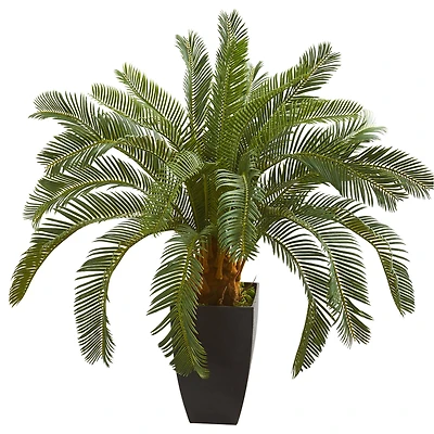 2.5ft. Cycas In Black Planter