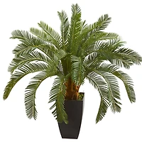 2.5ft. Cycas In Black Planter