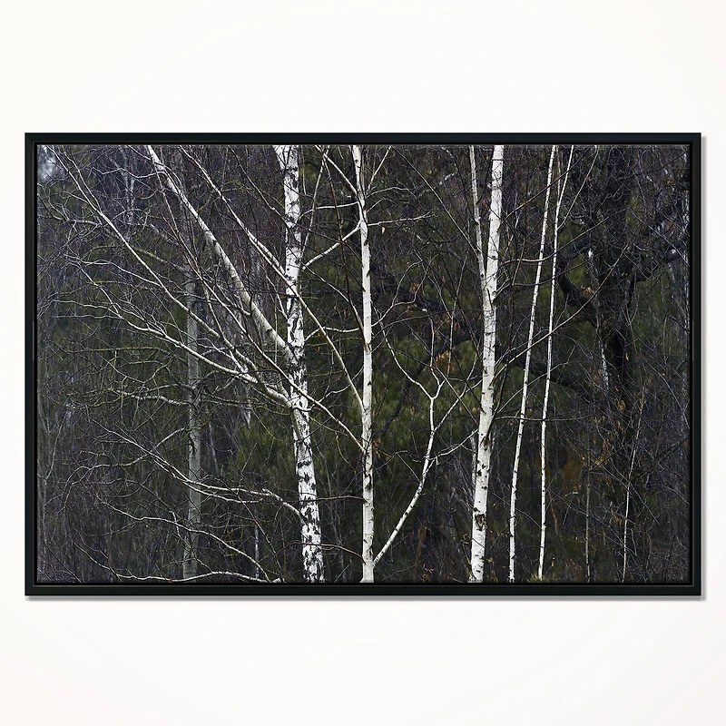 Designart - Black and White Birch Forest