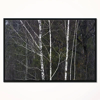 Designart - Black and White Birch Forest