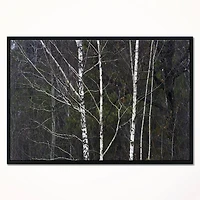 Designart - Black and White Birch Forest