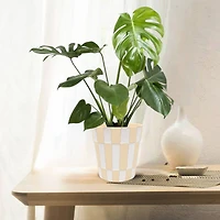 7" Tan & White Checker Ceramic Pot by Ashland®