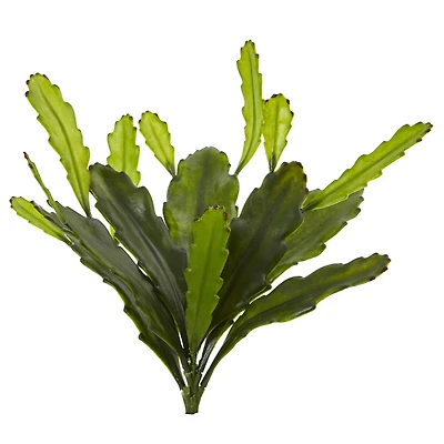 Green Epiphyllum Cactus Plant, 4ct.