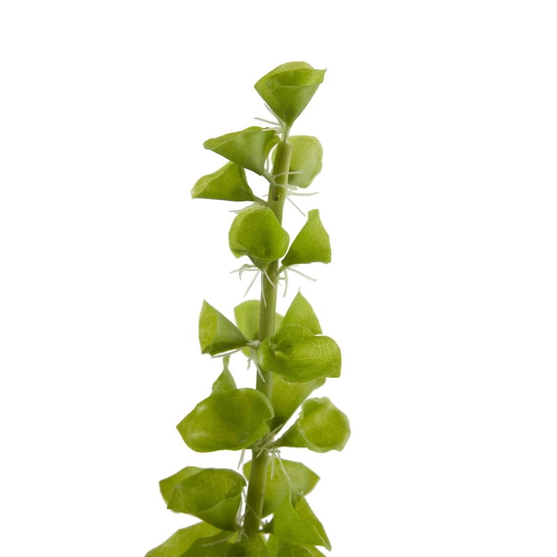 Bells of Ireland Stems, 3ct.