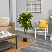 4ft. Potted Plumeria Tree