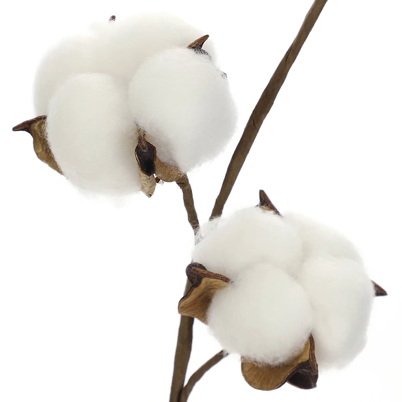 Cotton Stem by Ashland®