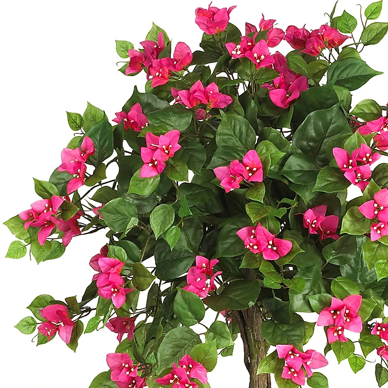 5ft. Potted Mini Bougainvillea Topiary