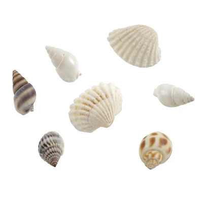 Shell Beads by Bead Landing™