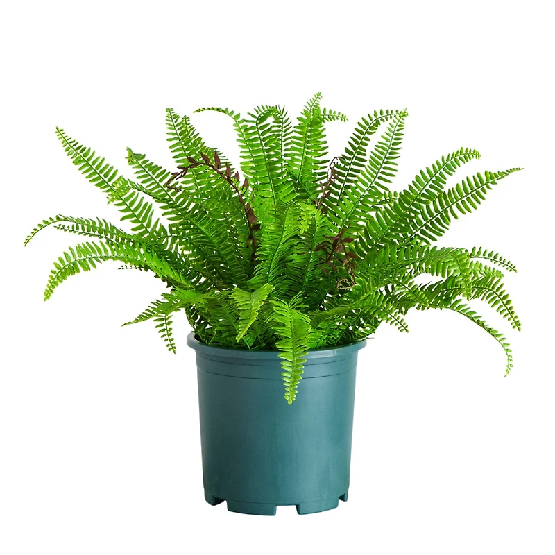 23in. UV Resistant Artificial Boston Fern Plant with Real Touch Leaves (Indoor/Outdoor)