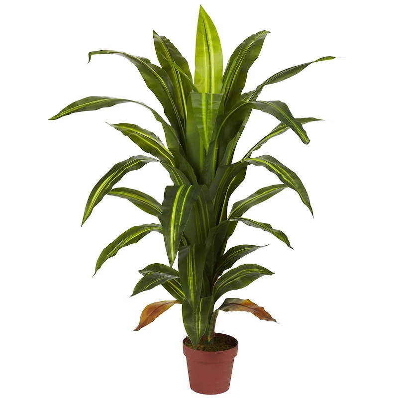 4ft. Potted Dracaena Plant