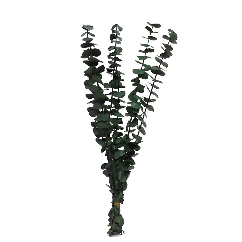 24" Eucalyptus Bundle by Ashland
