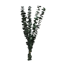 24" Eucalyptus Bundle by Ashland
