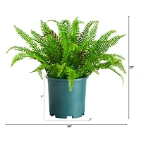 23in. UV Resistant Artificial Boston Fern Plant with Real Touch Leaves (Indoor/Outdoor)