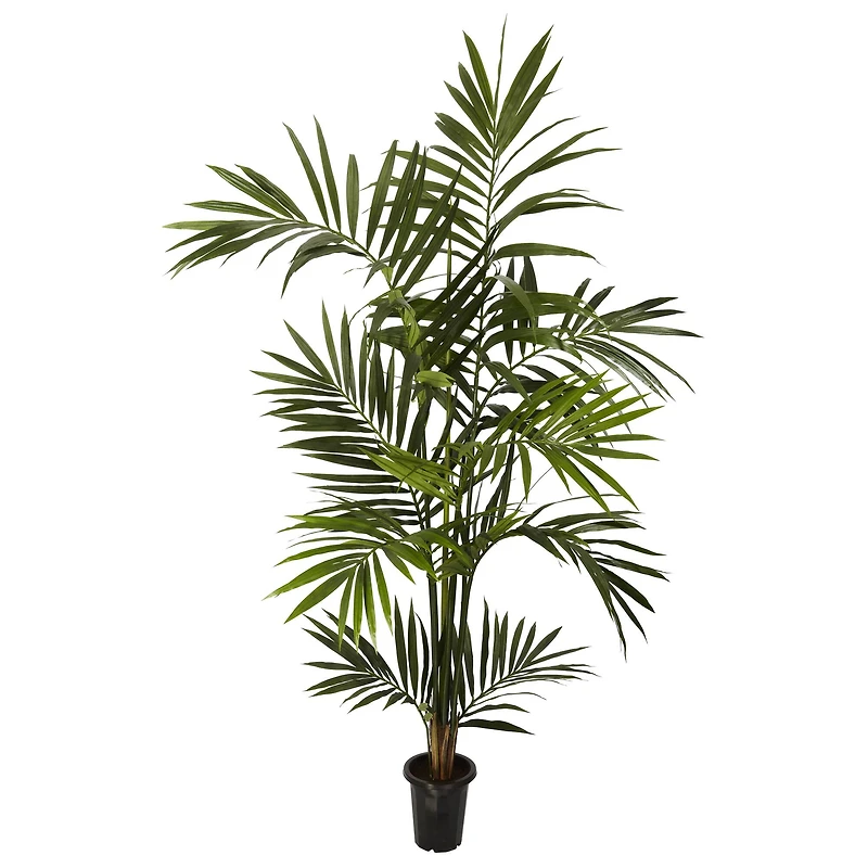6ft. Potted Kentia Palm Tree