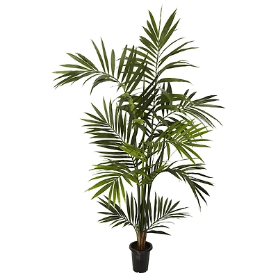 6ft. Potted Kentia Palm Tree