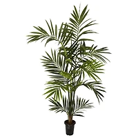 6ft. Potted Kentia Palm Tree