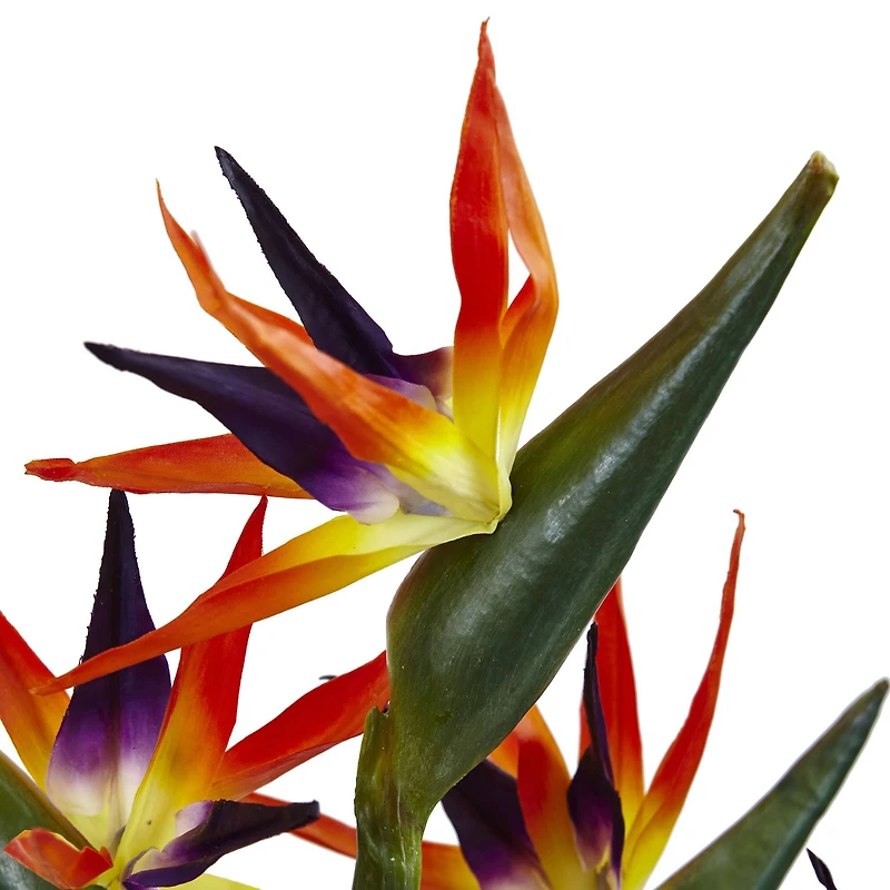 Bird of Paradise in Vase