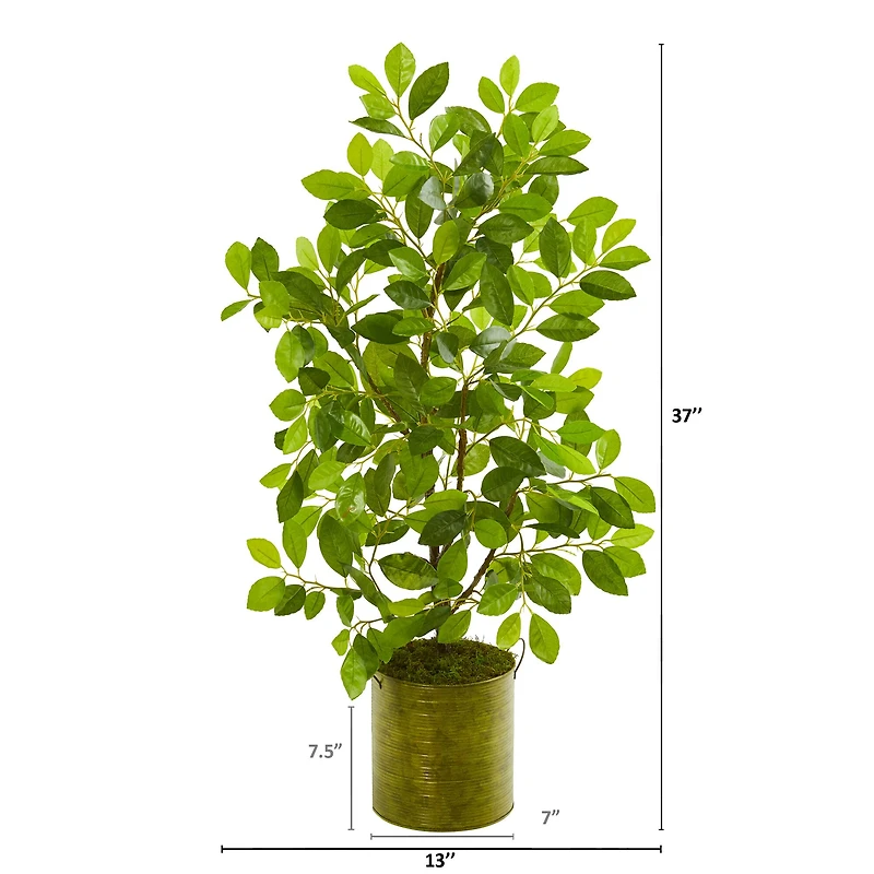 3ft. Ficus Tree in Green Planter