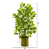 3ft. Ficus Tree in Green Planter