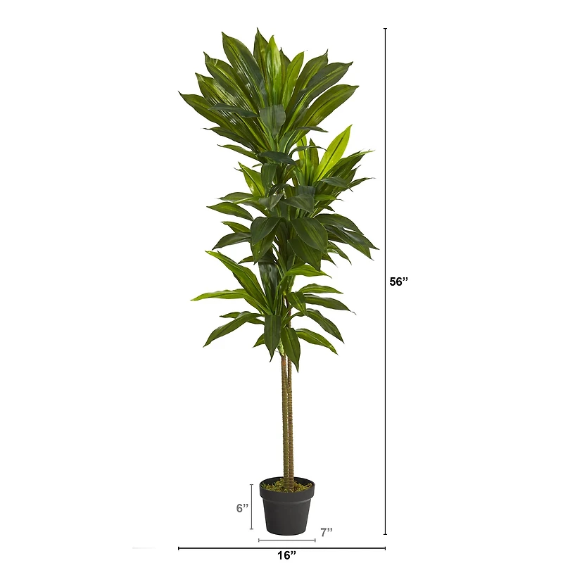 4.5ft. Potted Dracaena