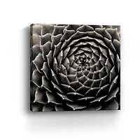 Lumaprints Succulent Giclée Canvas