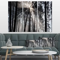 Designart - Sunbeams through Black White Forest