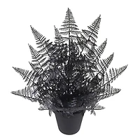 16" Black Fern by Ashland®