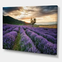 Designart - Sunrise & Dramatic Clouds Over Lavender Field VII