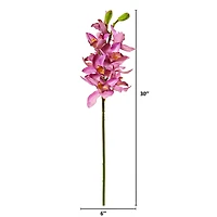 Boat Orchid Stem