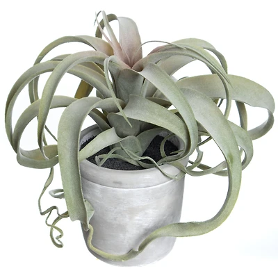 10.25" Potted Curly Air Plant by Ashland®