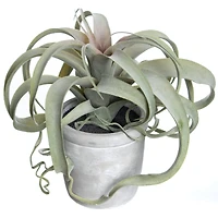 10.25" Potted Curly Air Plant by Ashland®