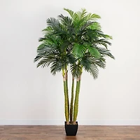 9.5ft. Potted Giant 5 Stalk Areca Palm Tree